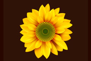 Photoshop制作漂亮的向日葵花朵