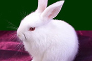 巧用CS3黑白命令抠出可爱的白色小兔子