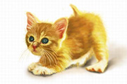Photoshop鼠绘一只可爱的小猫/鼠绘动物