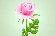 Photoshop制作鲜嫩的粉色玫瑰花/绘制花朵
