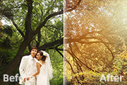 Photoshop调出树林婚片温馨的橙褐色