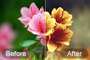 Photoshop打造古典韵味的花卉特写图片